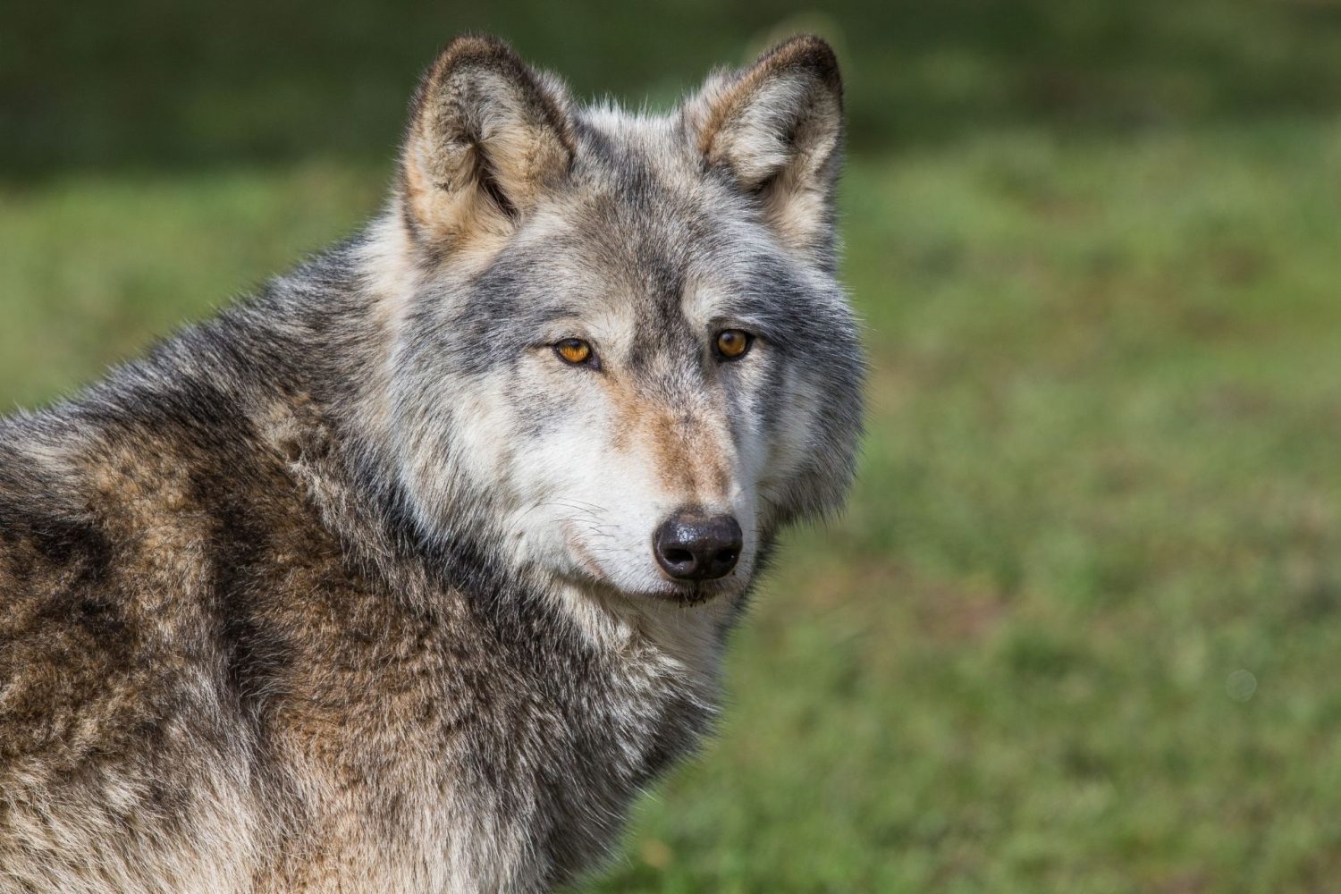 Grizzly Wolf Discovery Center